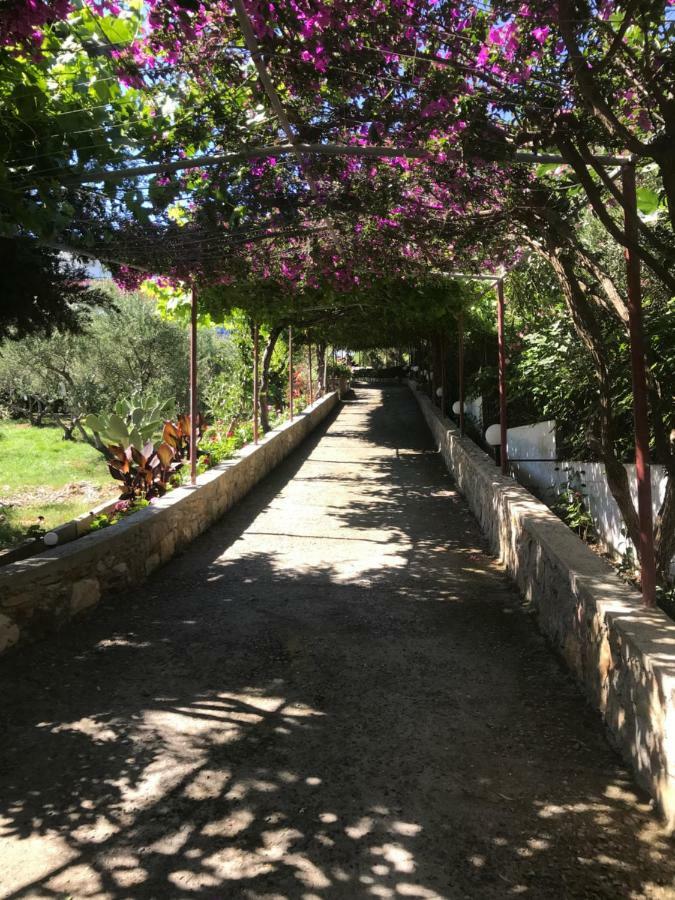 Knossos Aparthotel Panormos  Bagian luar foto